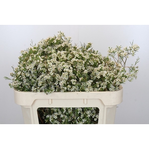 Chamelaucium Blizzard