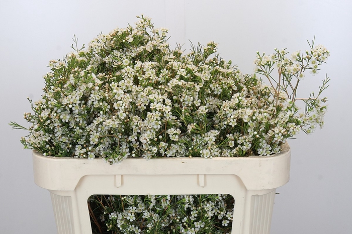 <h4>Chamelaucium Blizzard</h4>