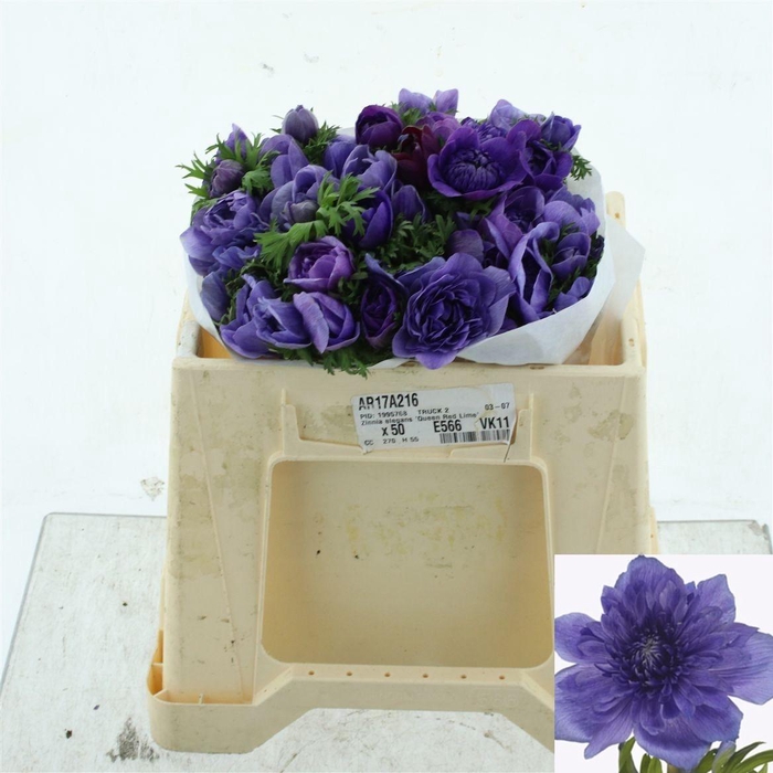 <h4>Anem Co Levan Blu</h4>