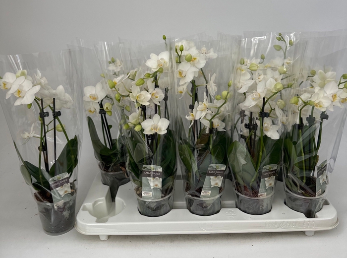 <h4>PHAL OV WIT</h4>