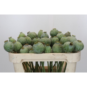 Papaver Zaaddoos