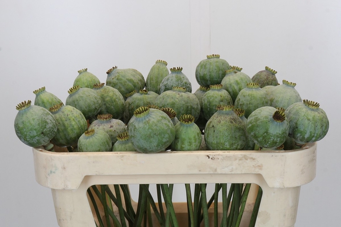 <h4>Papaver Zaaddoos</h4>
