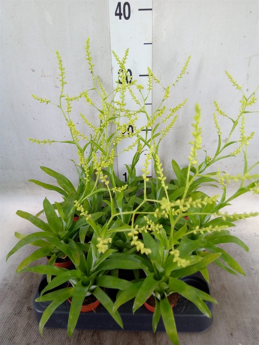 <h4>Catopsis morreniana</h4>