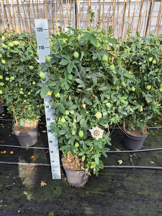 <h4>Passiflora Zuil 27cm</h4>