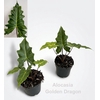 Alocasia