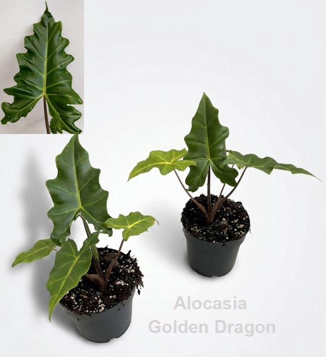 Alocasia