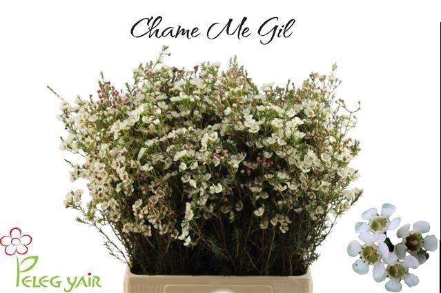 <h4>Chame Me Gil</h4>