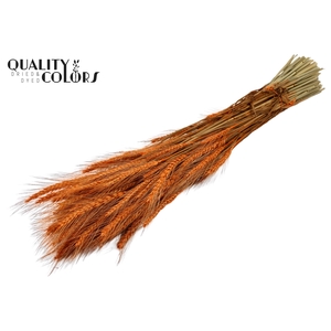 Triticale per bunch Orange
