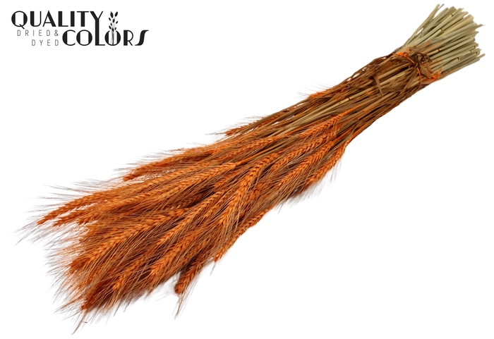 <h4>Triticale per bunch Orange</h4>