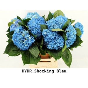 Hydr M Shocking Blue 65cm