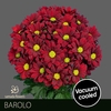 Chr T Barolo