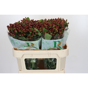 Hypericum Magical Cherry Brown