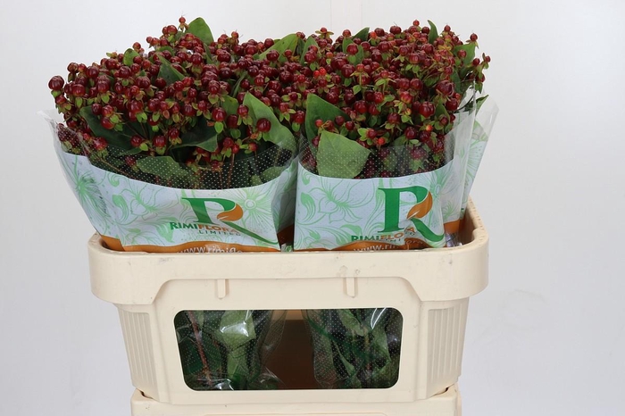 <h4>Hypericum Magical Cherry Brown</h4>