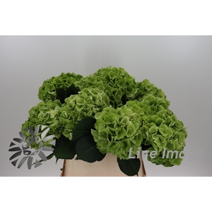 Hydrangea mag emerald classic