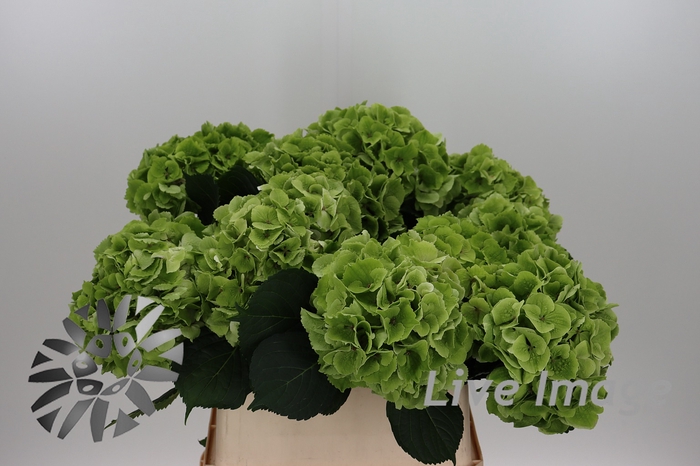 <h4>Hydrangea mag emerald classic</h4>