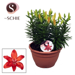 Az Matrix Red Schaal 9pp