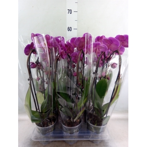 Phalaenopsis  'Elegant Cascade'