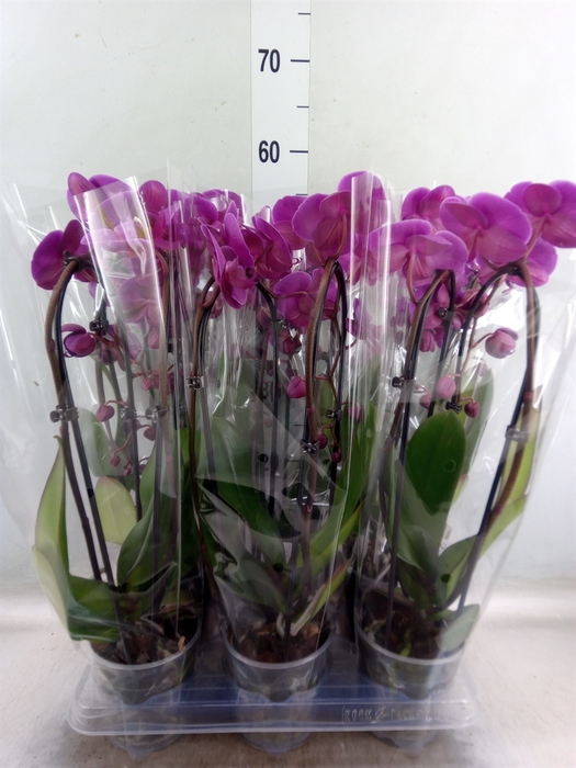 <h4>Phalaenopsis  'Elegant Cascade'</h4>