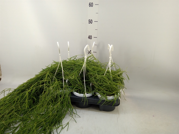 <h4>Hoya linearis</h4>