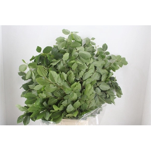 Beuk Naturel Per Bunch