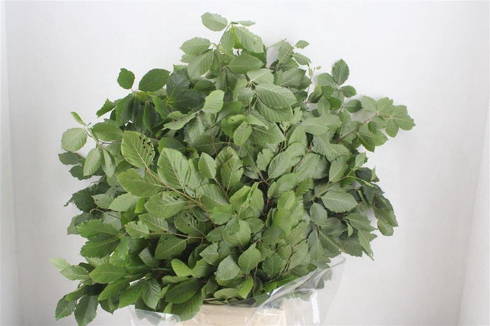 <h4>Beuk Naturel Per Bunch</h4>