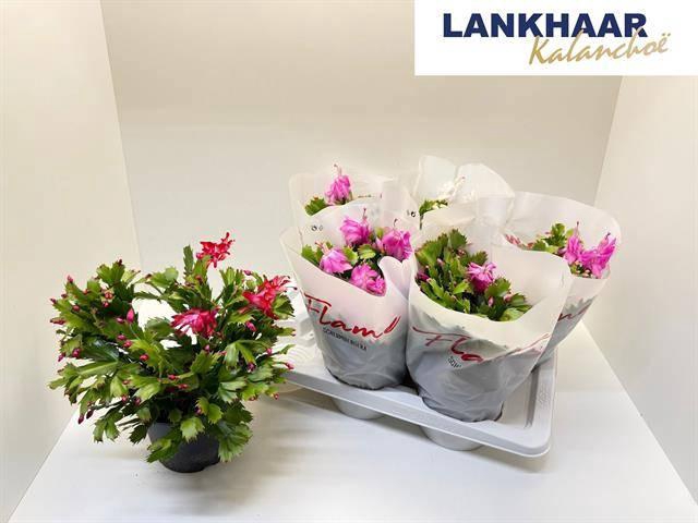 <h4>SCHLUMB FLAME GEM</h4>