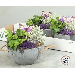 ARR TUINPLANTEN