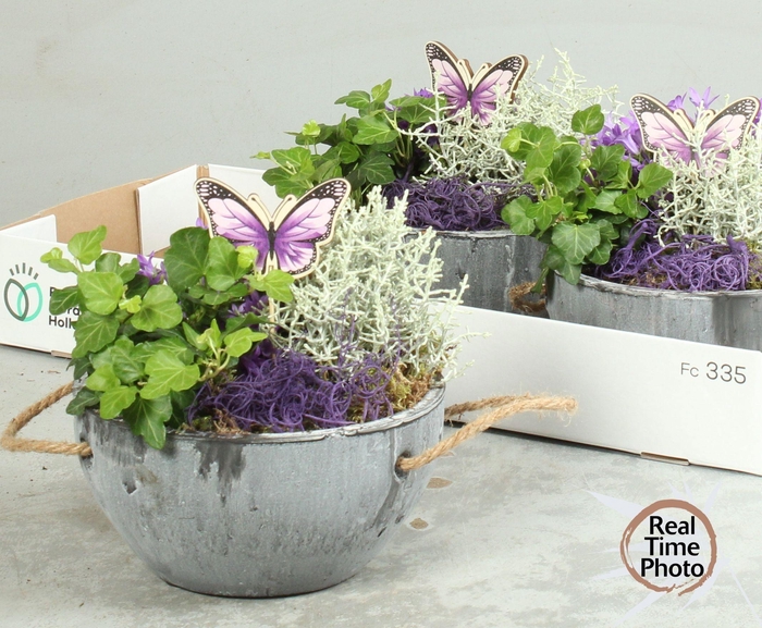 <h4>ARR TUINPLANTEN</h4>