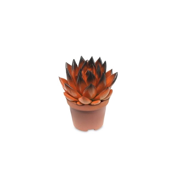 <h4>Echeveria bicoloured orange/black</h4>