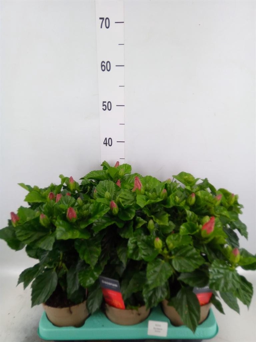 <h4>Hibiscus rosa-sin. 'Sunny Bordeaux'</h4>