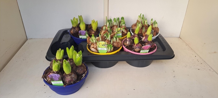 <h4>BOLBLOEMEN GEM</h4>