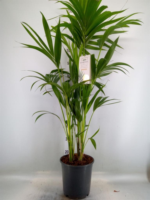 <h4>Howea forsteriana</h4>