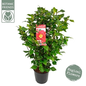 Camellia japonica Dr King