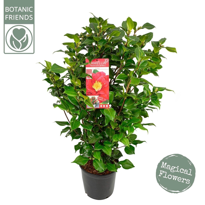 <h4>Camellia japonica Dr King</h4>