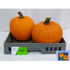 CUC HALLOWEEN