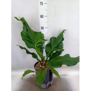 Anthurium crass. 'Karma Birdnest'
