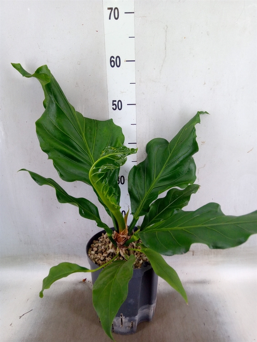 <h4>Anthurium crass. 'Karma Birdnest'</h4>