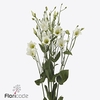Lisianthus si botanic white
