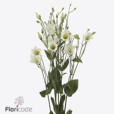 Lisianthus si botanic white