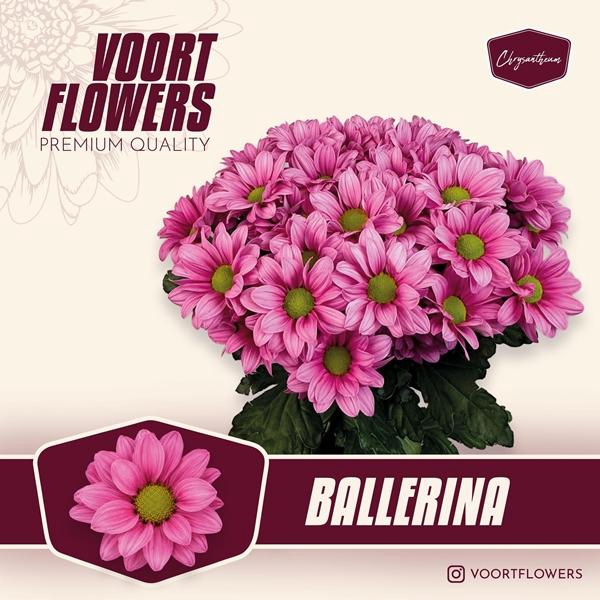 <h4>CHR T BALLERINAS</h4>