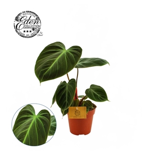 Philodendron Choco Red 12cm