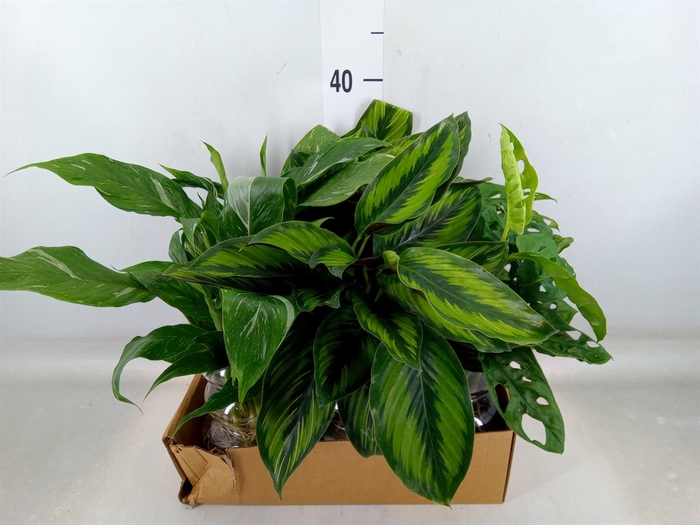 <h4>Planten  ..mix</h4>