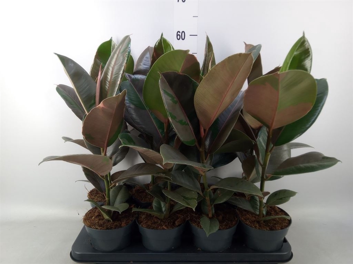 <h4>Ficus elastica 'Pink Camouflage'</h4>