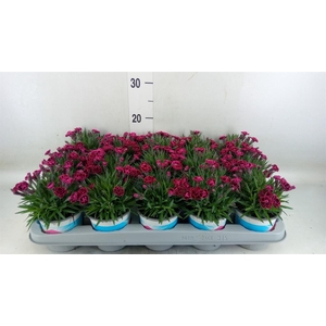 Dianthus  'Viva Magenta'