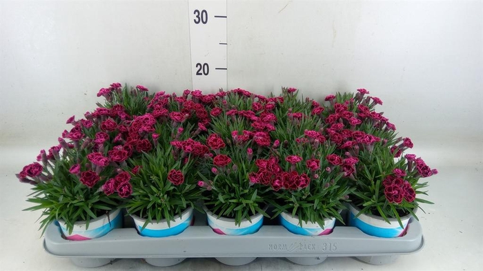 <h4>Dianthus 'Viva Magenta'</h4>