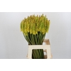 Kniphofia Sunningdale Yellow
