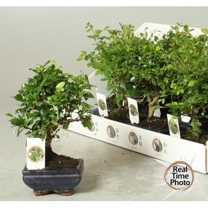 BONSAI GEM