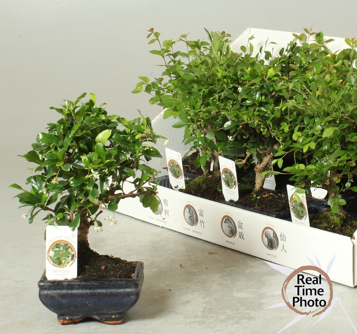 <h4>BONSAI GEM</h4>