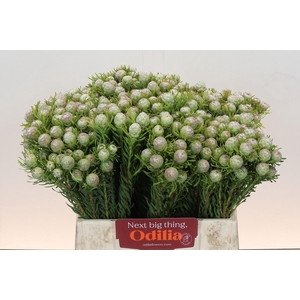 Leucadendron Ayoba Jade Pearl Spray