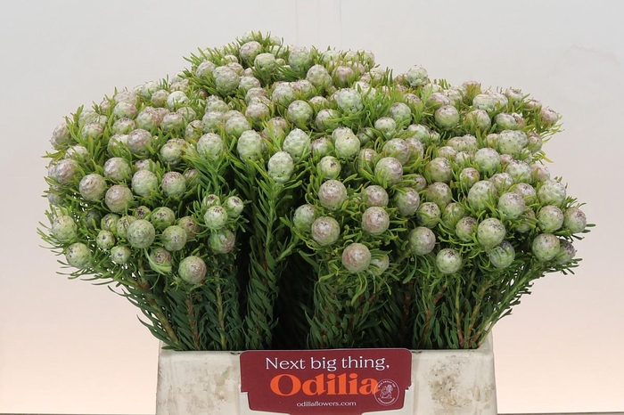 <h4>Leucadendron Ayoba Jade Pearl Spray</h4>